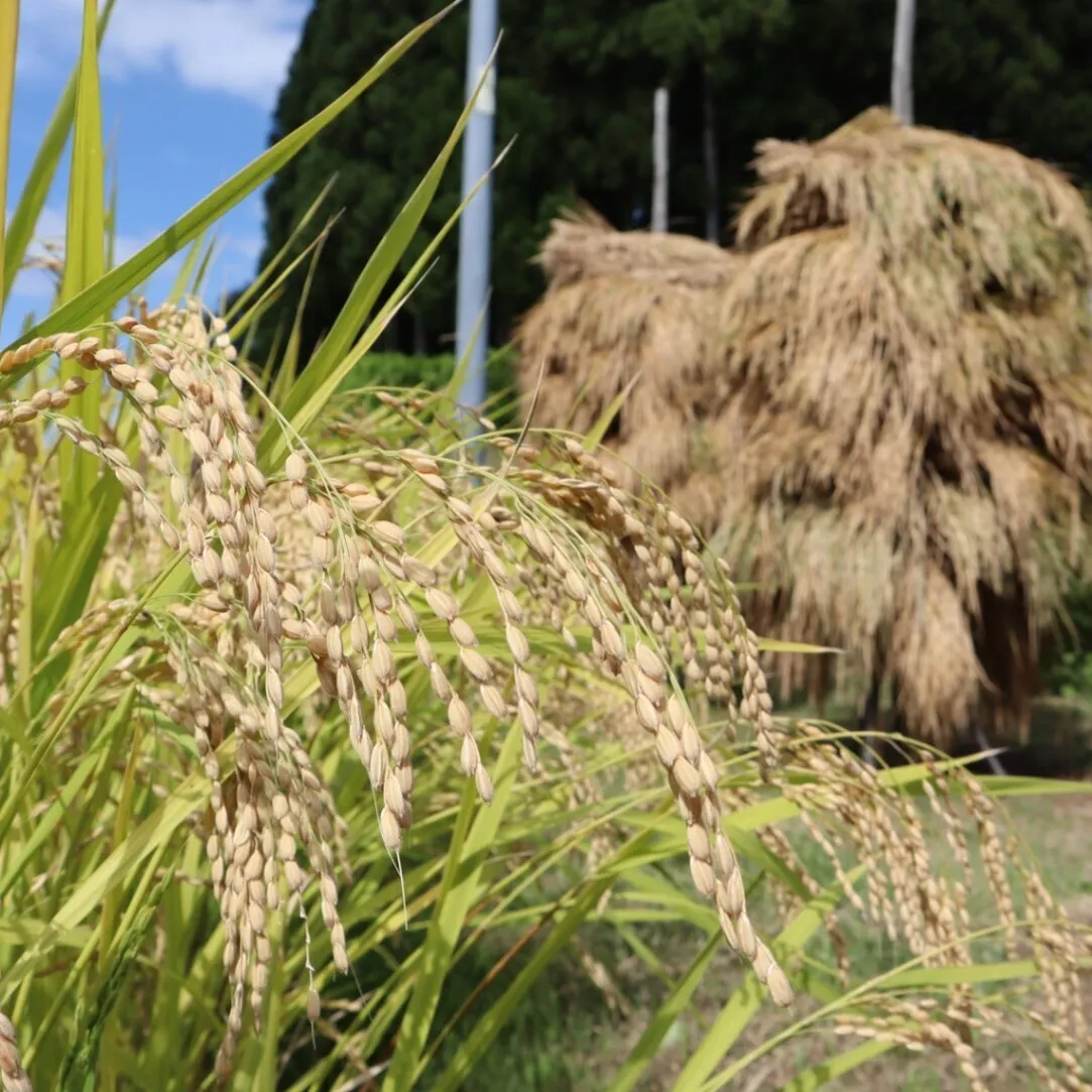 3年連続受賞・米の匠】岩手県産ひとめぼれ 10kg｜天日干し・令和8年