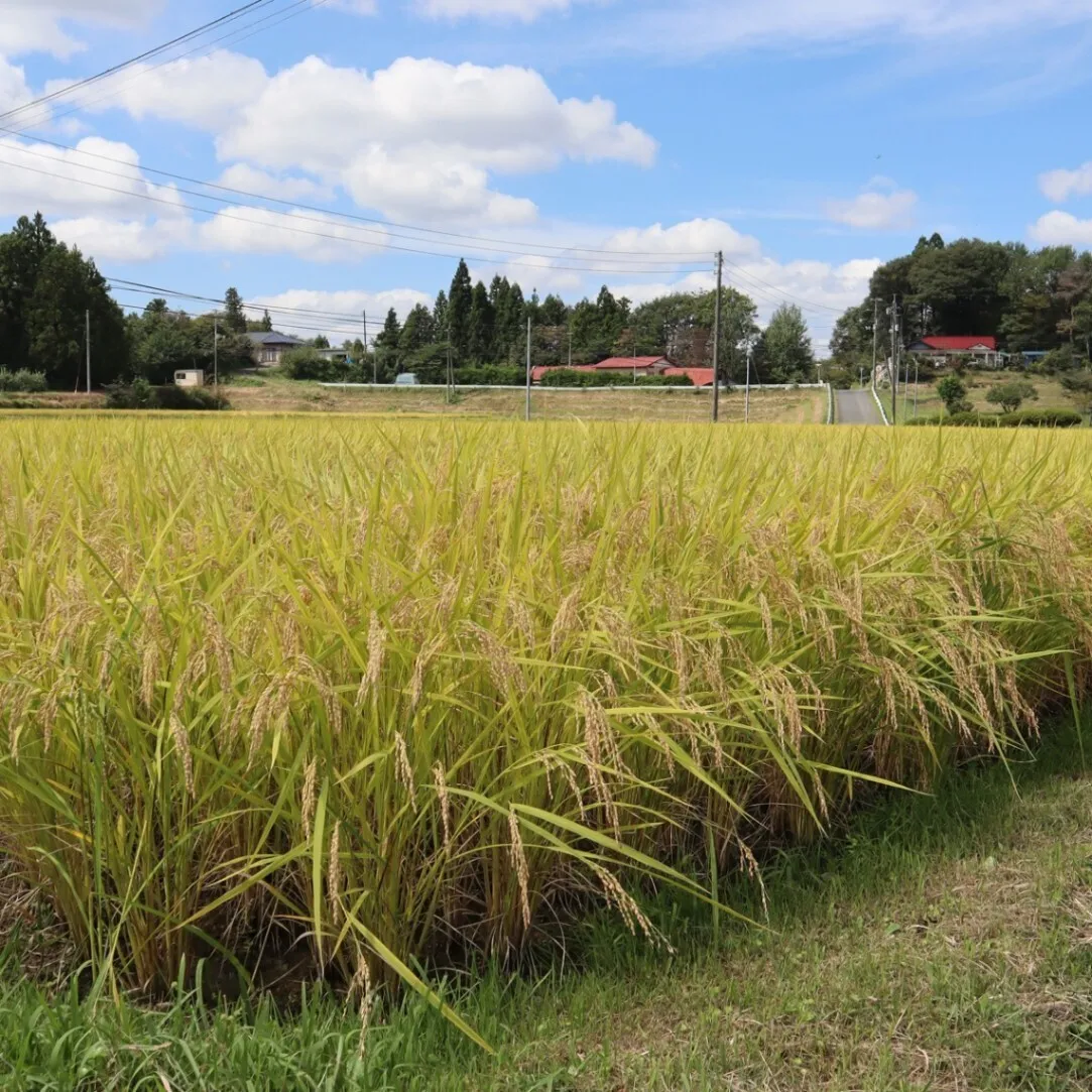3年連続受賞・米の匠】岩手県産ひとめぼれ 10kg｜天日干し・令和8年