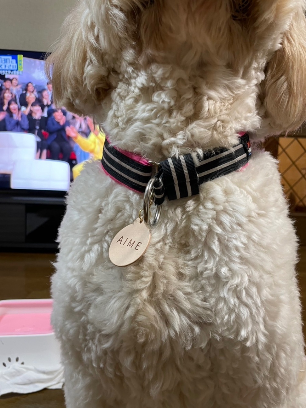 【迷子札にも】うちのこレザータグ　選べるフォント　金具2カラー　国産ヌメ革　愛犬　愛猫　首輪タグ