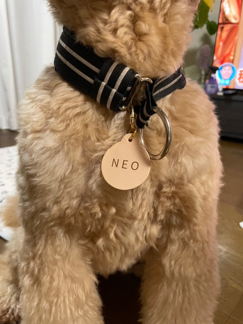 【迷子札にも】うちのこレザータグ　選べるフォント　金具2カラー　国産ヌメ革　愛犬　愛猫　首輪タグ