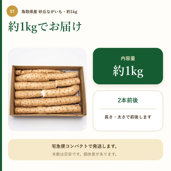 【鳥取県産】砂丘ながいも 約1kg（2本前後）｜ご家庭用