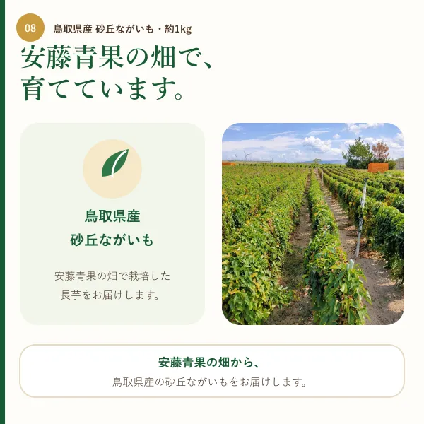 【鳥取県産】砂丘ながいも 約1kg（2本前後）｜ご家庭用
