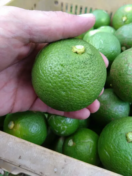【訳あり】大分県豊後高田市産カボス約2kg