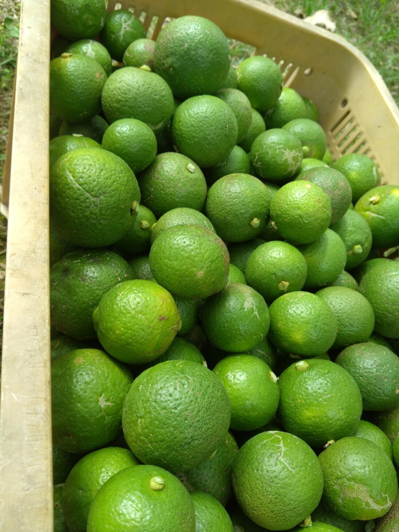 【訳あり】大分県豊後高田市産カボス約2kg