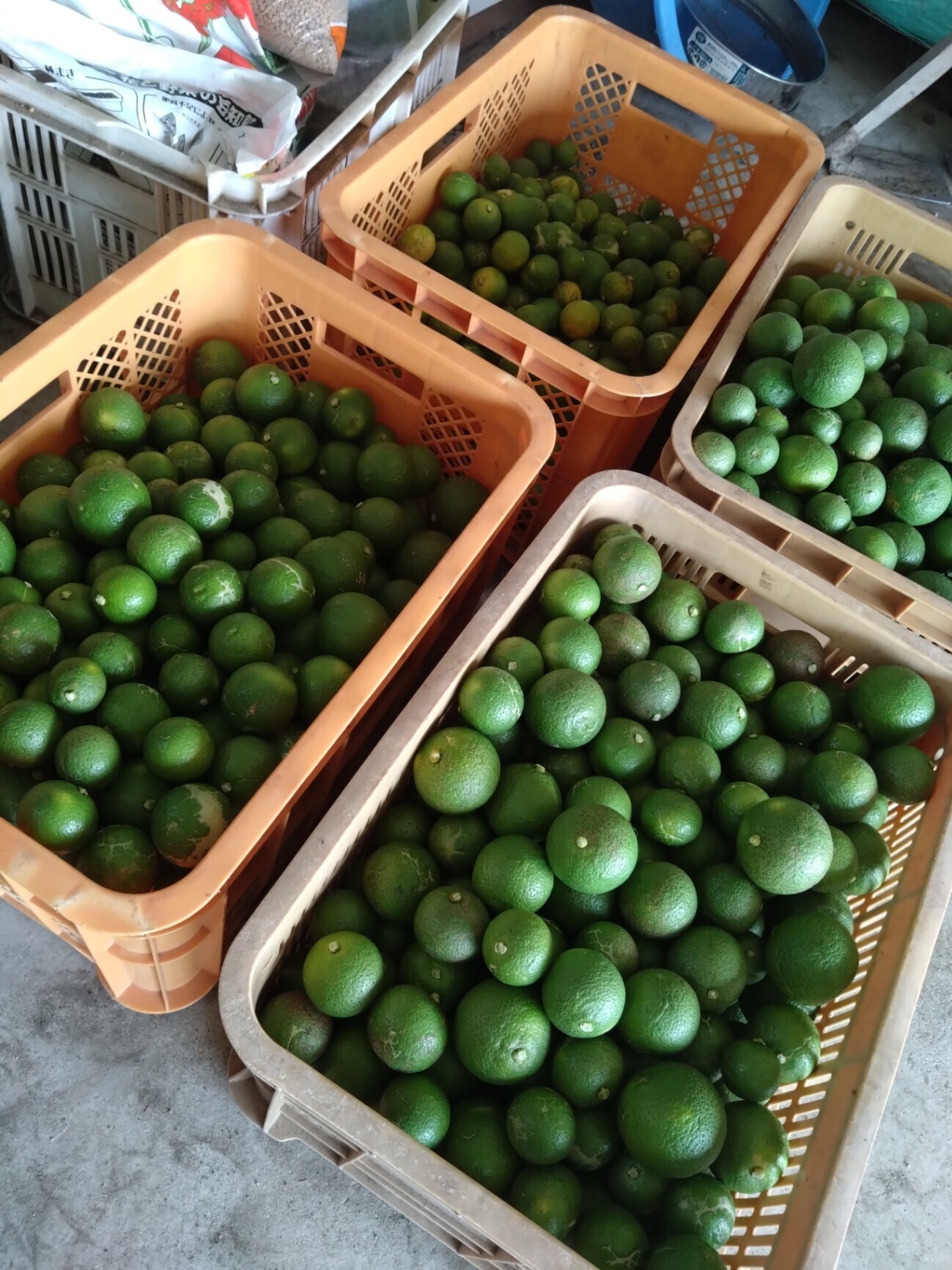 【訳あり】大分県豊後高田市産カボス約2kg