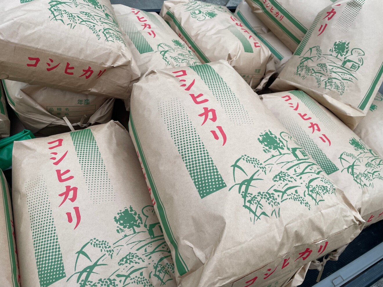 【農家直送】令和8年産 新潟県産コシヒカリ10kg（白米/玄米選択OK）/北海道・九州・沖縄送料別