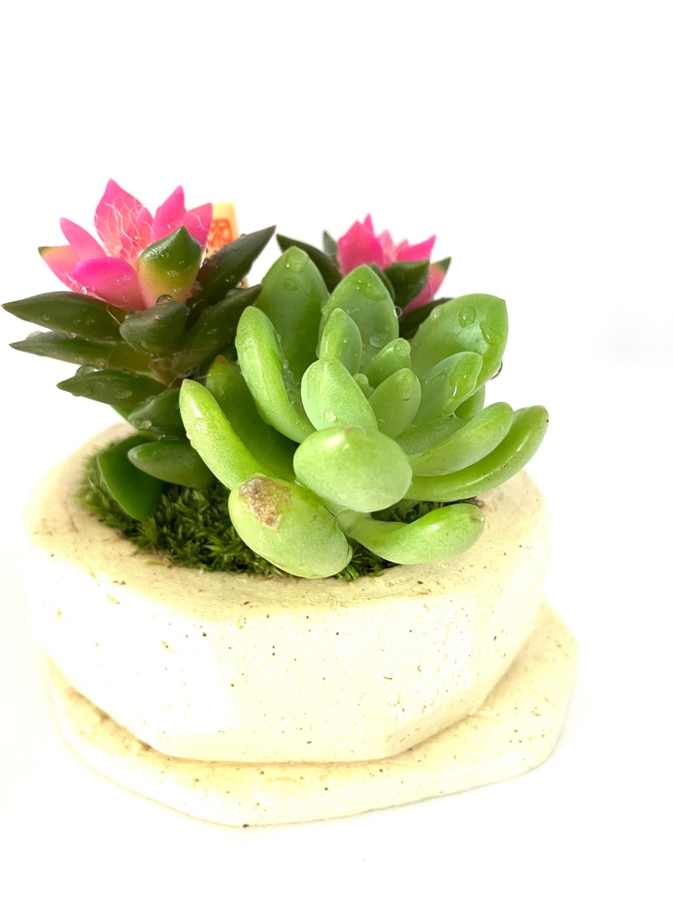 【カジュアル盆栽】多肉植物×苔のナチュラルミニ盆栽｜癒しの卓上グリーン・ギフトにもおすすめ