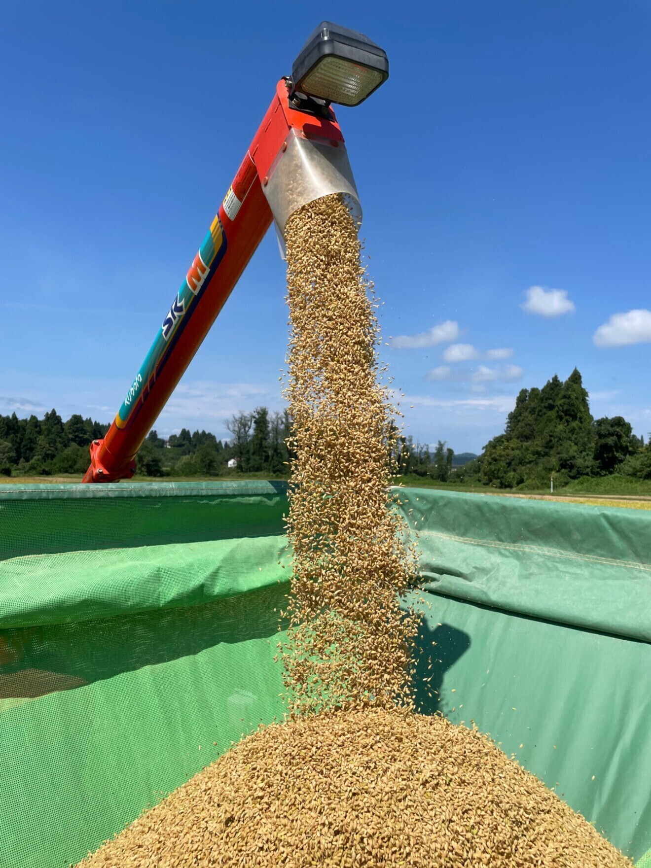 魚沼産コシヒカリ　令和8年新米　精米5キロ
