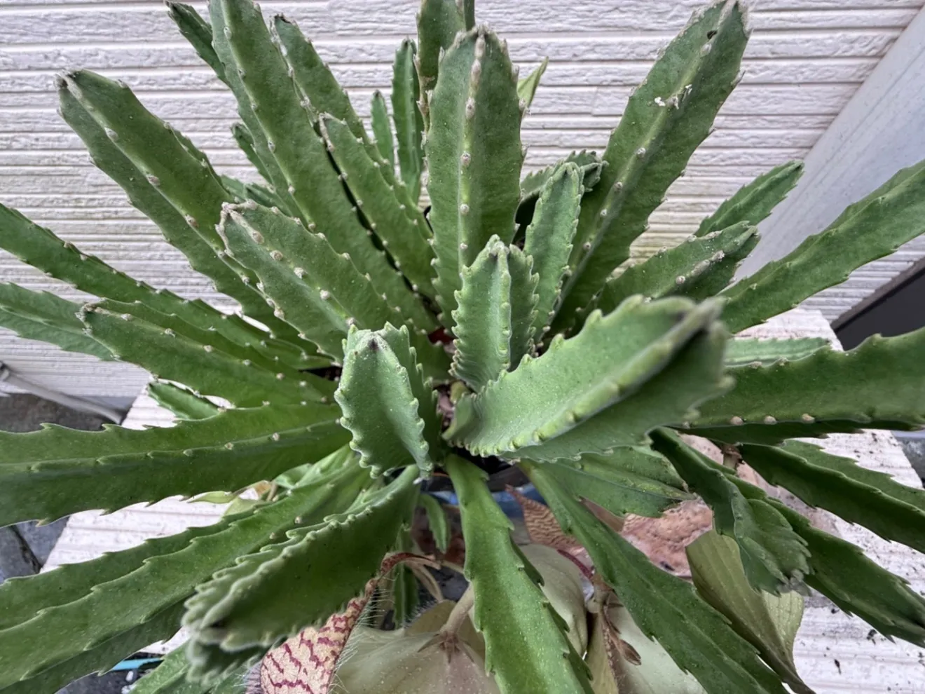 スタペリア ギガンティア 抜き苗 3本（約15cm）🌱 大輪の星形花が咲く多肉植物