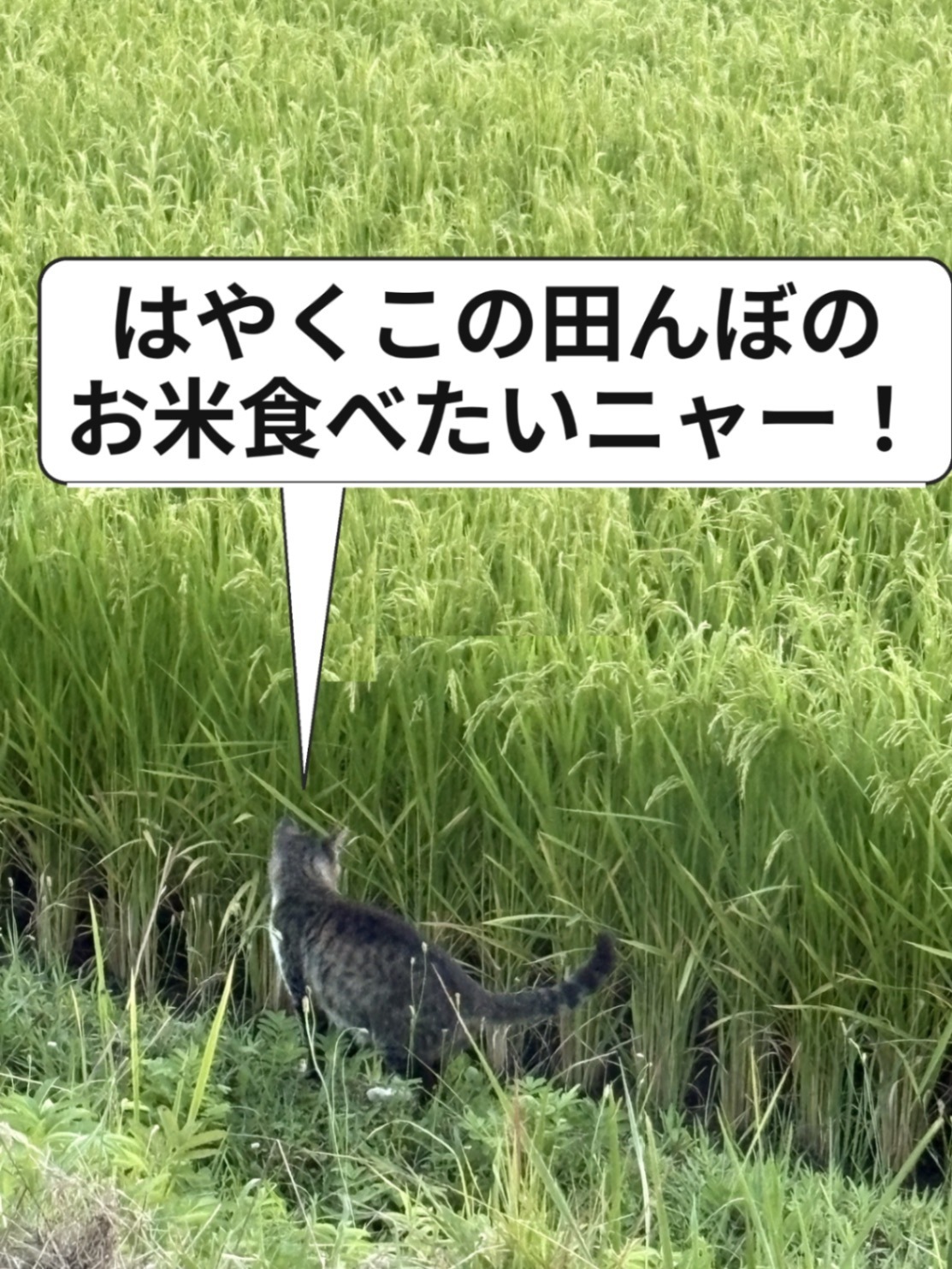 🍙8年産あきたこまち🍙
　5キロ！玄米のみの販売になります。

　