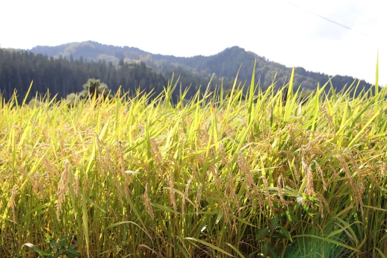 【令和8年産新米】秋田県産あきたこまち　精米10kg　山間部で育てられたこだわり栽培米