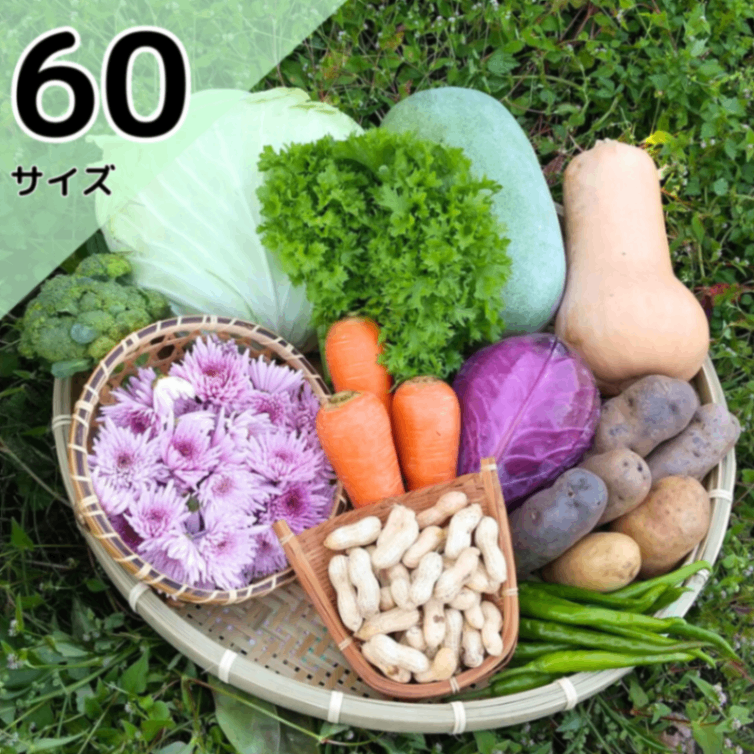 【秋の味覚】きよちゃんの旬の新鮮野菜セット【60サイズ】