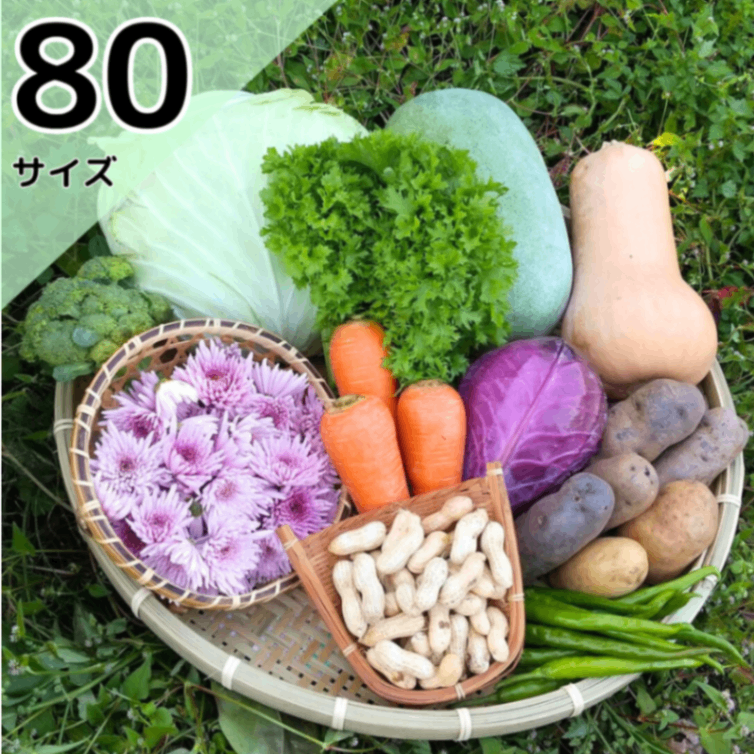 【秋の味覚】きよちゃんの新鮮野菜セット【旬の野菜】