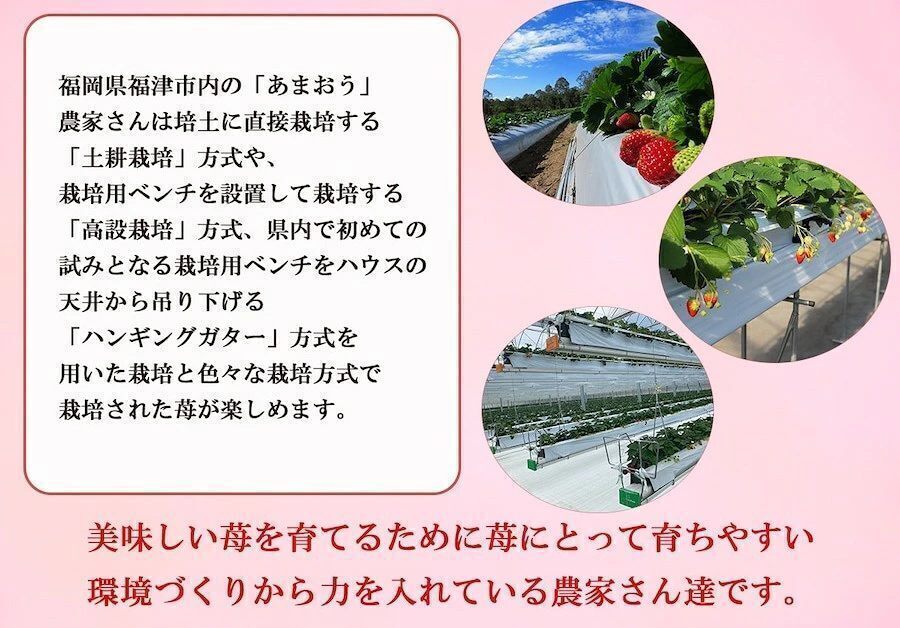 完熟冷凍いちご 750g あまおう 冷凍あまおう いちご 冷凍 福岡産 スムージー 福津いいざい