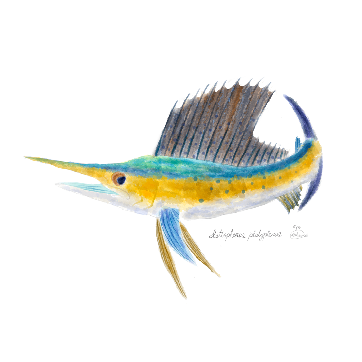 【ハンドメイド】水彩ポストカード｜カジキ｜海の生き物イラスト