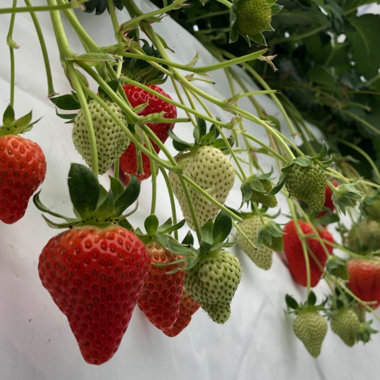 🍓苺農家の幸せいちごジャム　150g×３個【無添加】