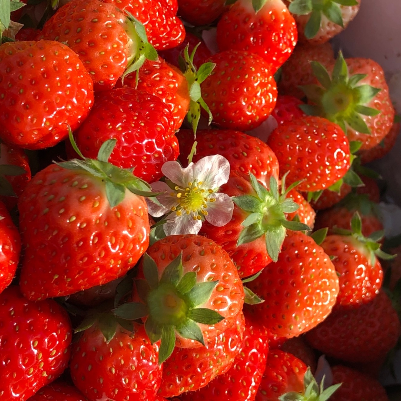 🍓苺農家の幸せいちごジャム　150g×３個【無添加】