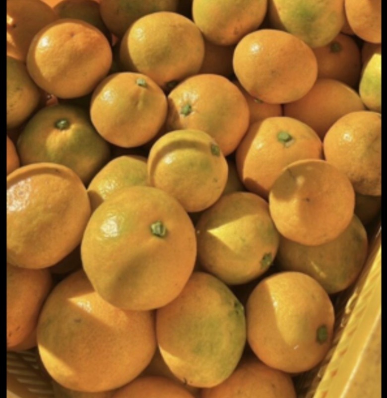 [予約受付中]農園直送🍊旬の採りたてみかん2キロ🍊
