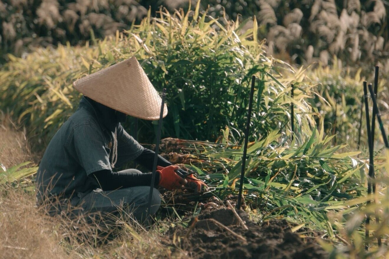 【10月だけの期間限定】農薬・化学肥料不使用/秋の味覚、京の秋新生姜500㌘〜10㎏