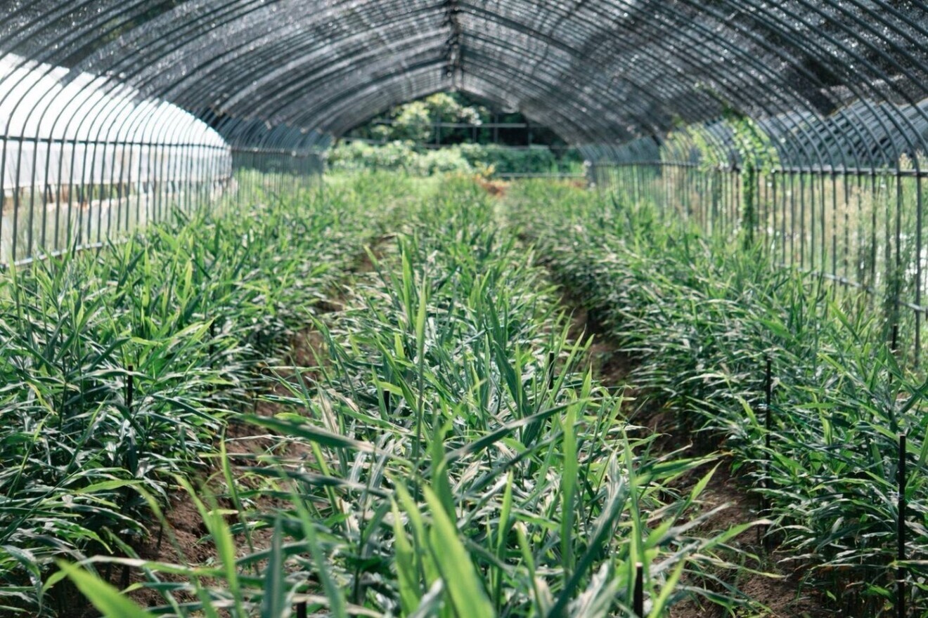 【10月だけの期間限定】農薬・化学肥料不使用/秋の味覚、京の秋新生姜500㌘〜10㎏
