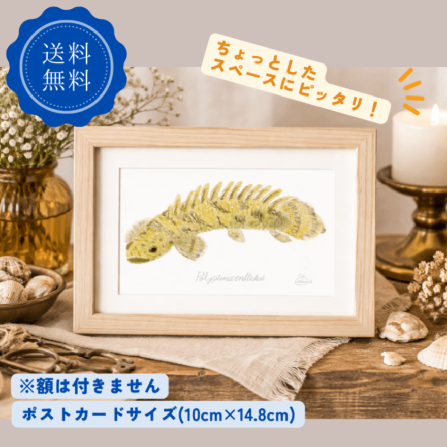 【ハンドメイド】水彩ポストカード｜ポリプテルス｜古代魚イラスト
