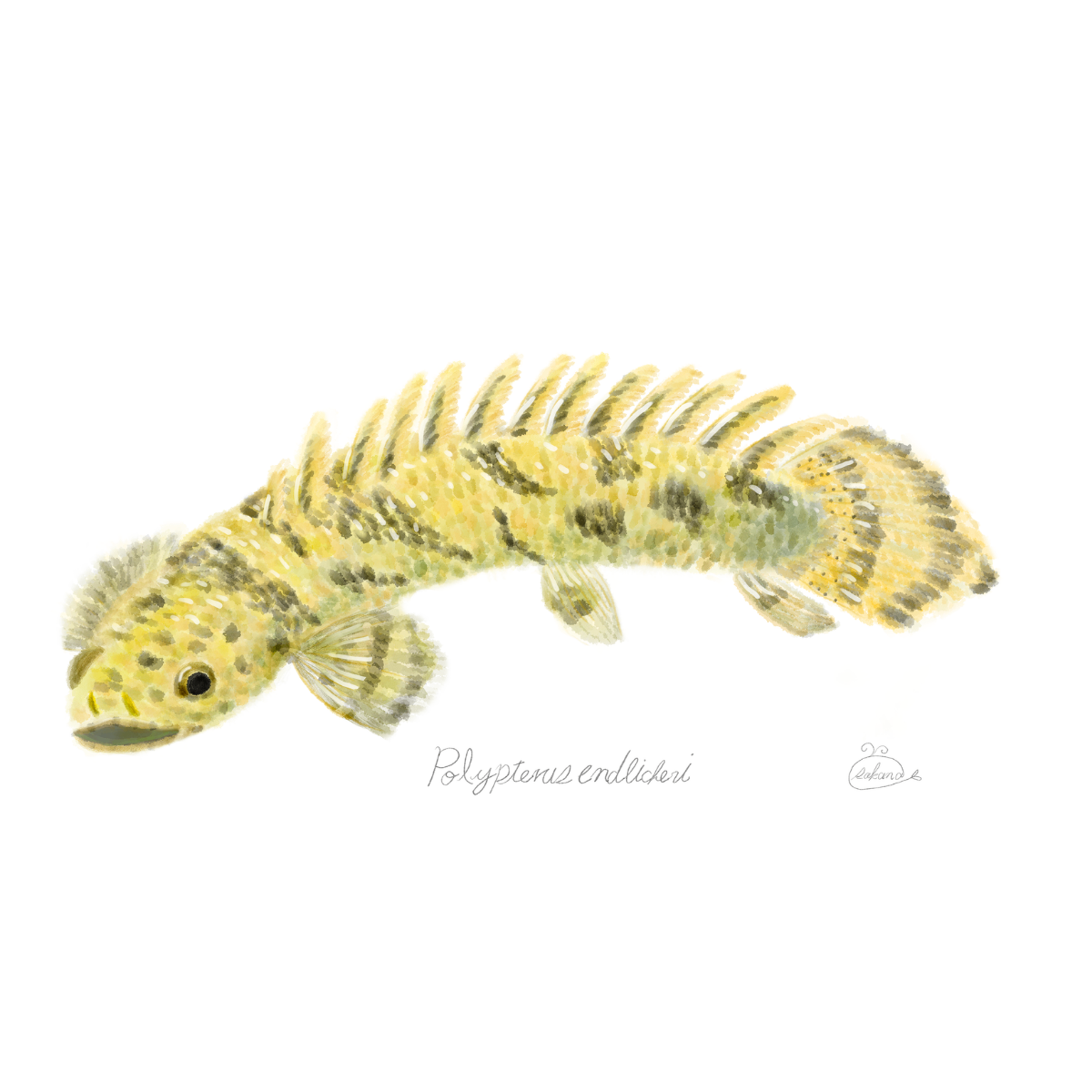 【ハンドメイド】水彩ポストカード｜ポリプテルス｜古代魚イラスト