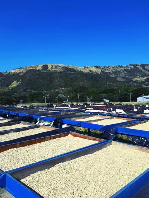 数量限定★ニカラグア サンタマリア パカマラ ウォッシュド コーヒー豆200g