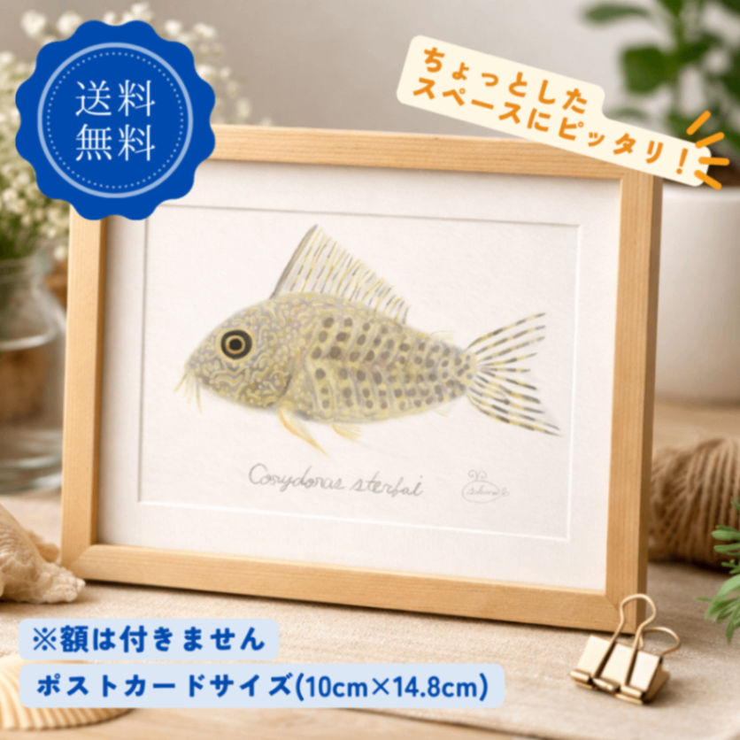 【ハンドメイド】水彩ポストカード｜コリドラス｜熱帯魚イラスト