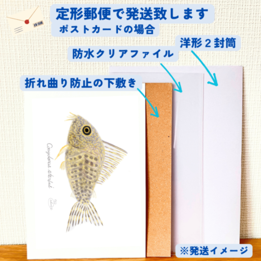 【ハンドメイド】水彩ポストカード｜コリドラス｜熱帯魚イラスト