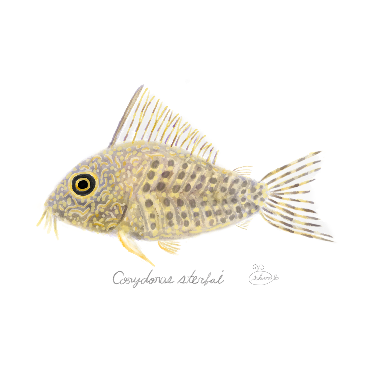 【ハンドメイド】水彩ポストカード｜コリドラス｜熱帯魚イラスト
