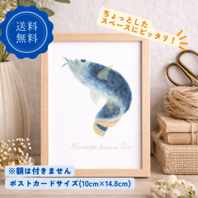 【ハンドメイド】水彩ポストカード｜アロワナ｜海の生き物イラスト