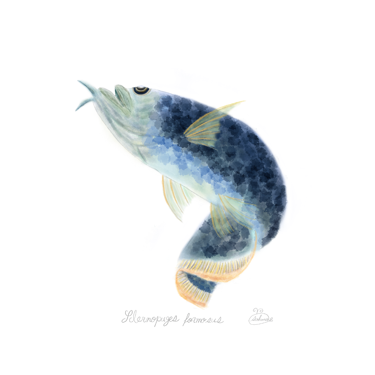 【ハンドメイド】水彩ポストカード｜アロワナ｜海の生き物イラスト