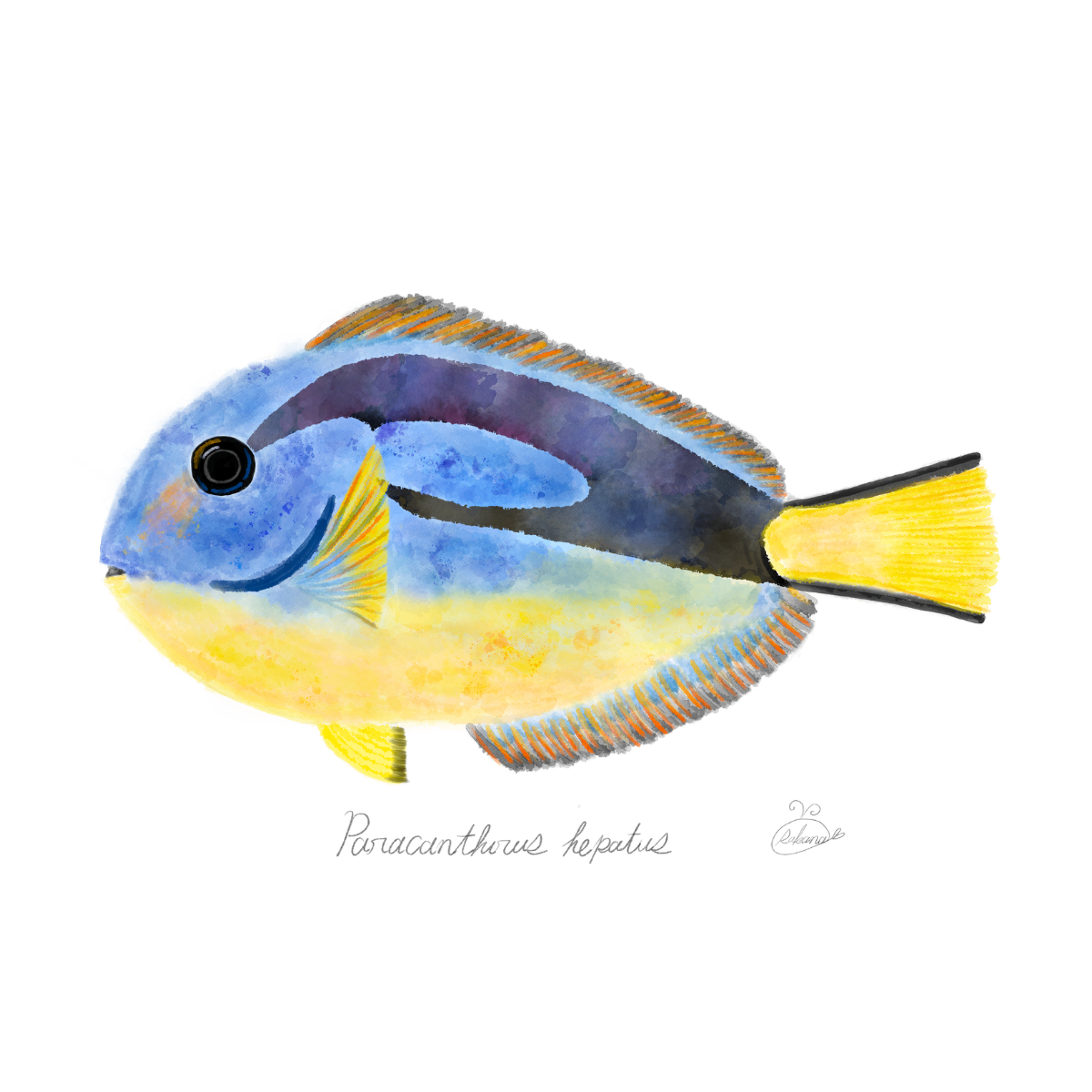 【ハンドメイド】水彩ポストカード｜ナンヨウハギ｜海の生き物イラスト