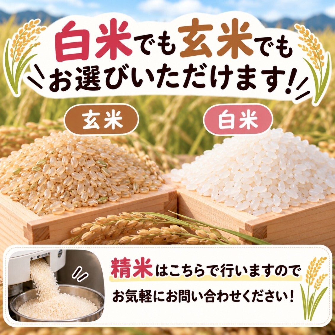 令和8年度 新米】三重県産コシヒカリ 10Kg｜農家直送｜注文後に精米