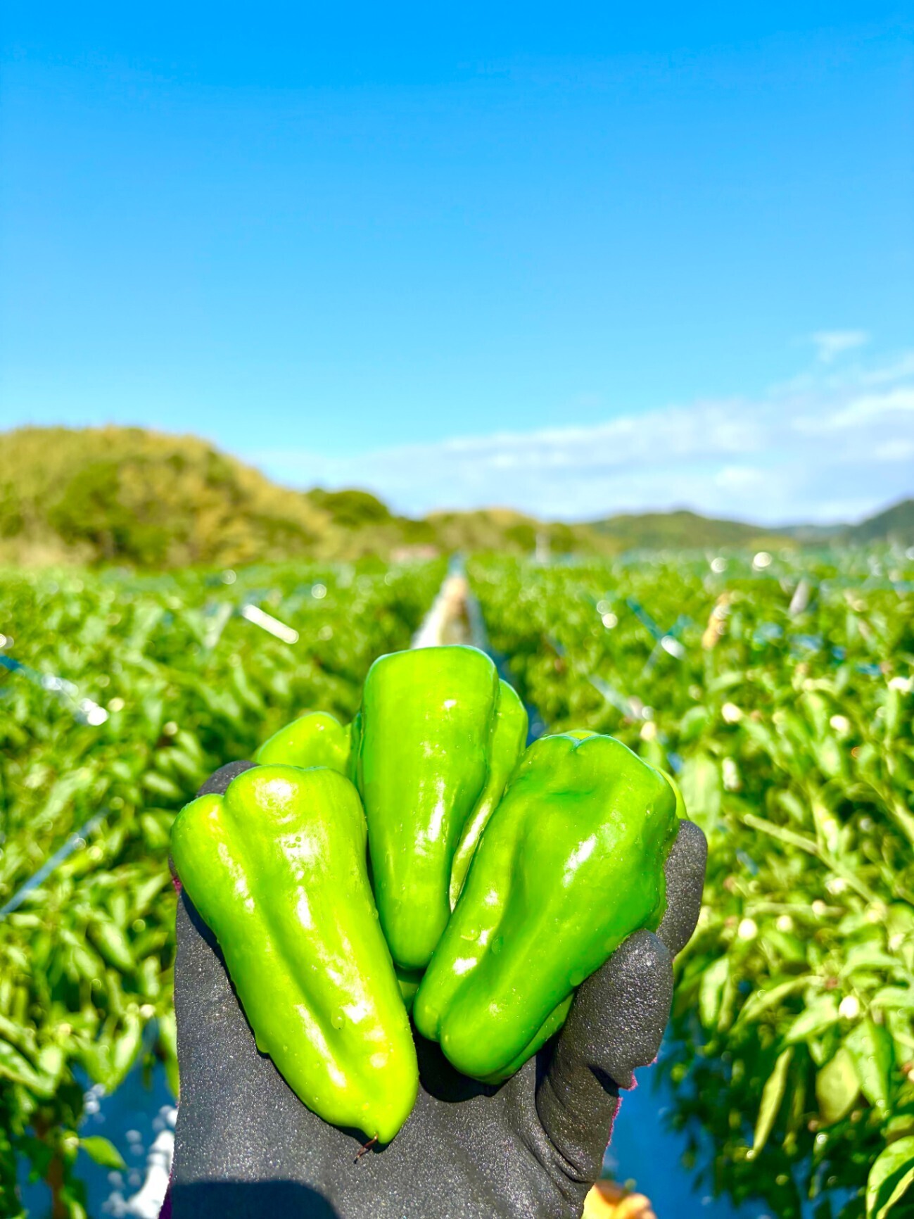 【淡路島から農家直送】朝採れ！肉厚ピーマン🫑たっぷり1.5kg ミニパプリカ付