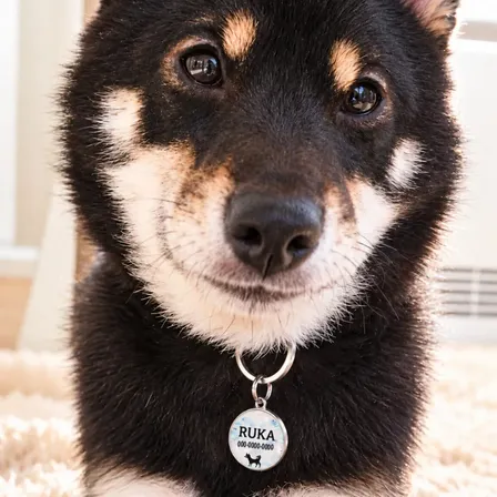 負担が少ないペット迷子札☆天使の羽 迷子札（受注制作）☆犬猫うさぎ用