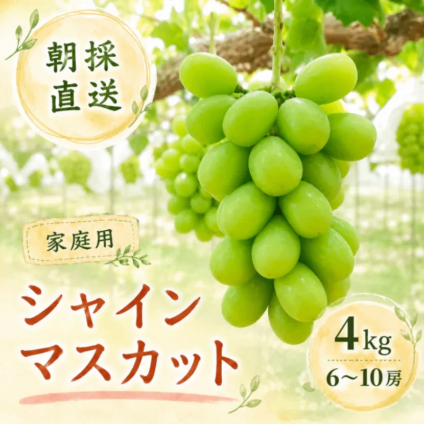 【ご家庭用】【完熟朝採り】シャインマスカット4kg【秋の味覚】