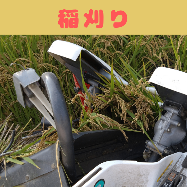 【予約受付中】令和8年産 新米ヒノヒカリ お試し3合450gx3｜農家直送　10月中旬より順次発送