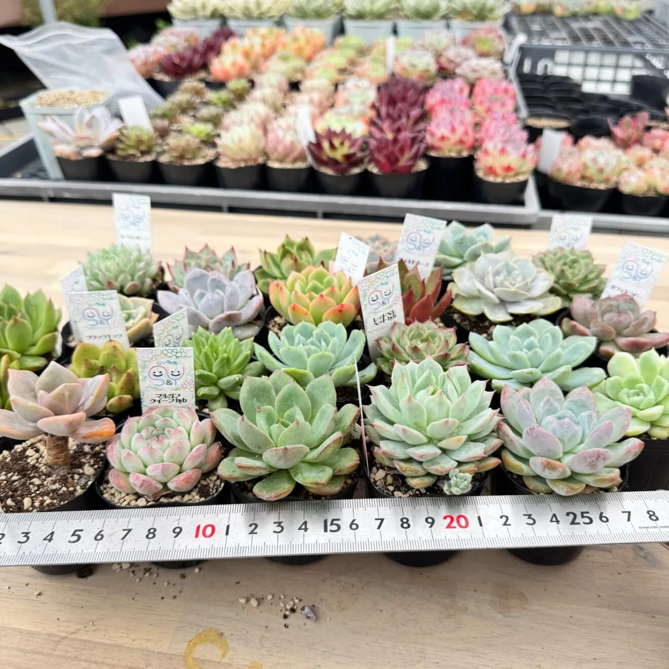 お買い得⭐️始めたばかりの方におすすめ☺️季節のエケベリア おまかせ10苗セット