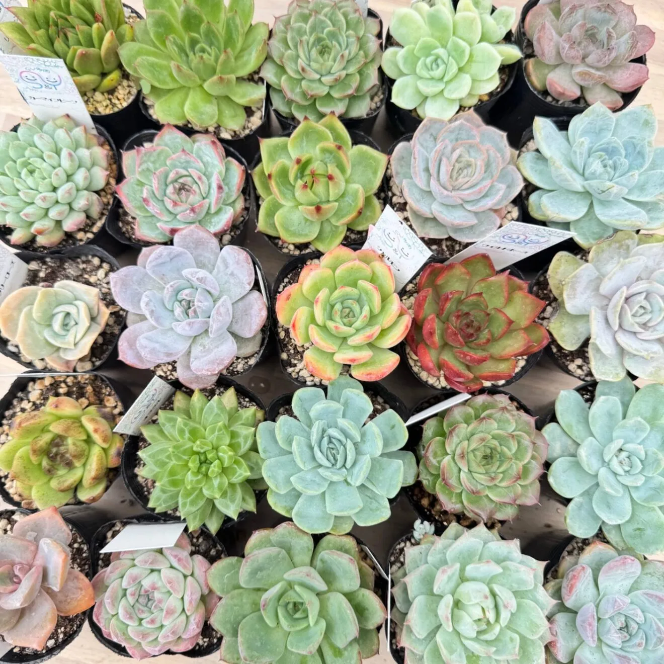 お買い得⭐️始めたばかりの方におすすめ☺️季節のエケベリア おまかせ10苗セット