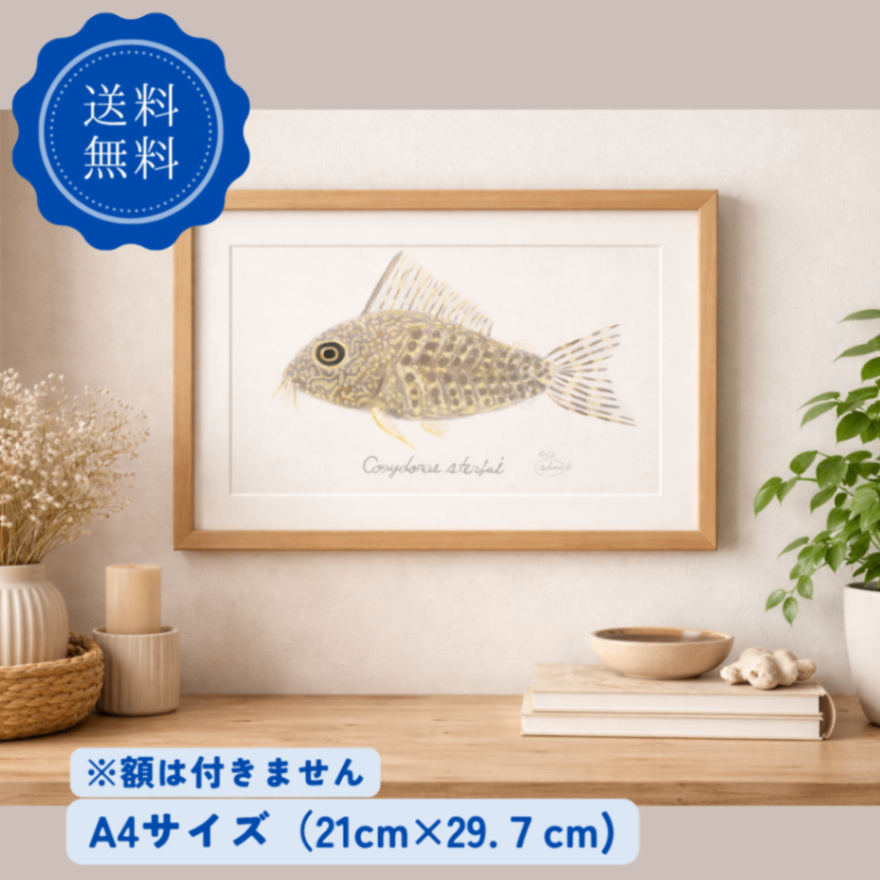 【ハンドメイド】水彩ポストカード｜コリドラス｜熱帯魚イラスト