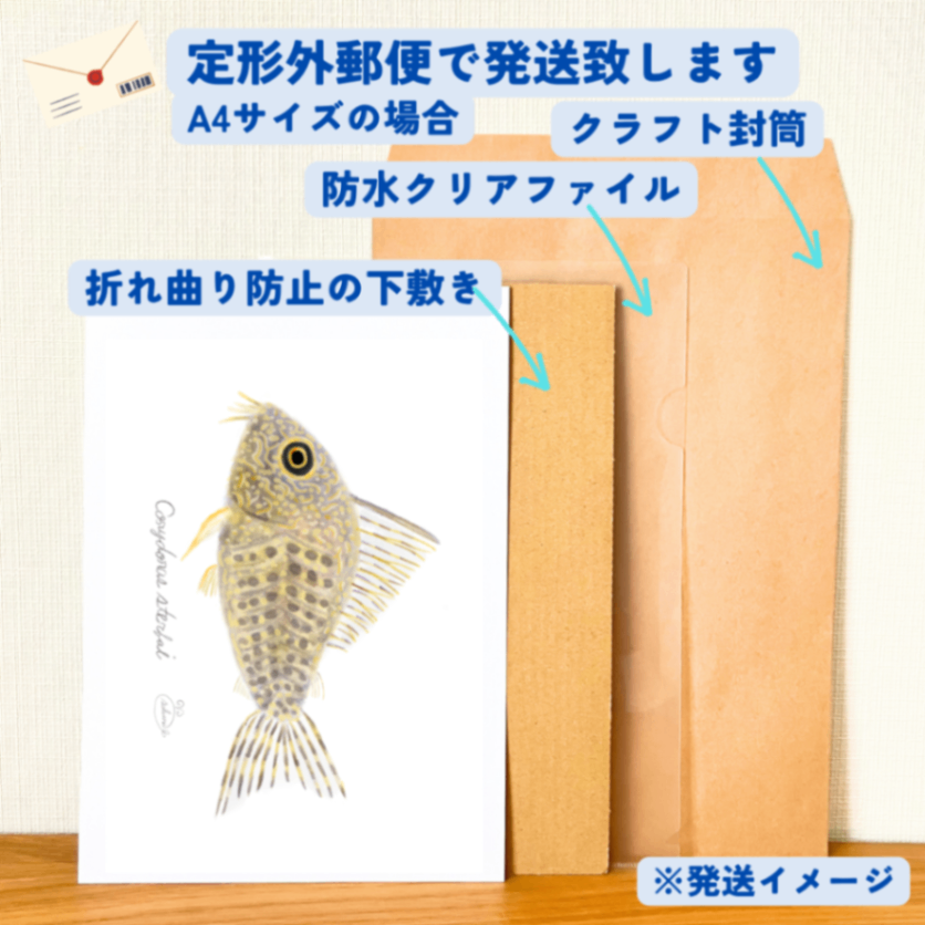 【ハンドメイド】水彩ポストカード｜コリドラス｜熱帯魚イラスト