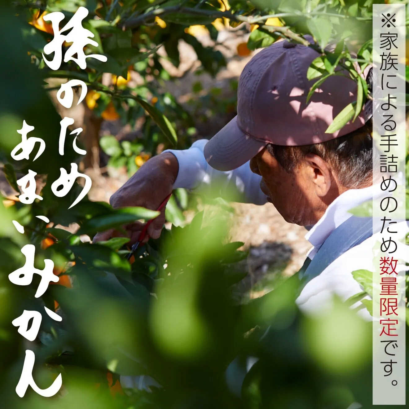 【訳あり・ご家庭用】傷はあるけど味はそのまま！ じぃじの有田みかん 5kg（約50個）