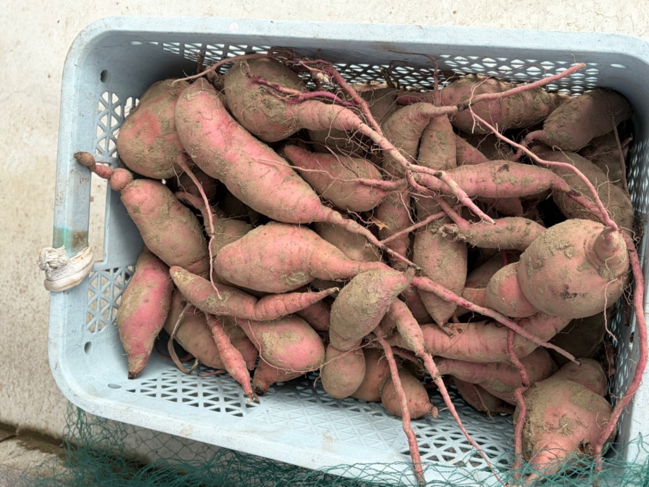 【無農薬】愛知県産 さつまいも「紅はるか」3kg