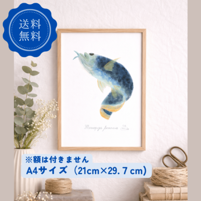 【ハンドメイド】水彩ポストカード｜アロワナ｜海の生き物イラスト