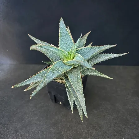 【初出品記念特価】✨️アロエ ラベンダースター✨ 鉢ごと発送で安心！子株付き🌱