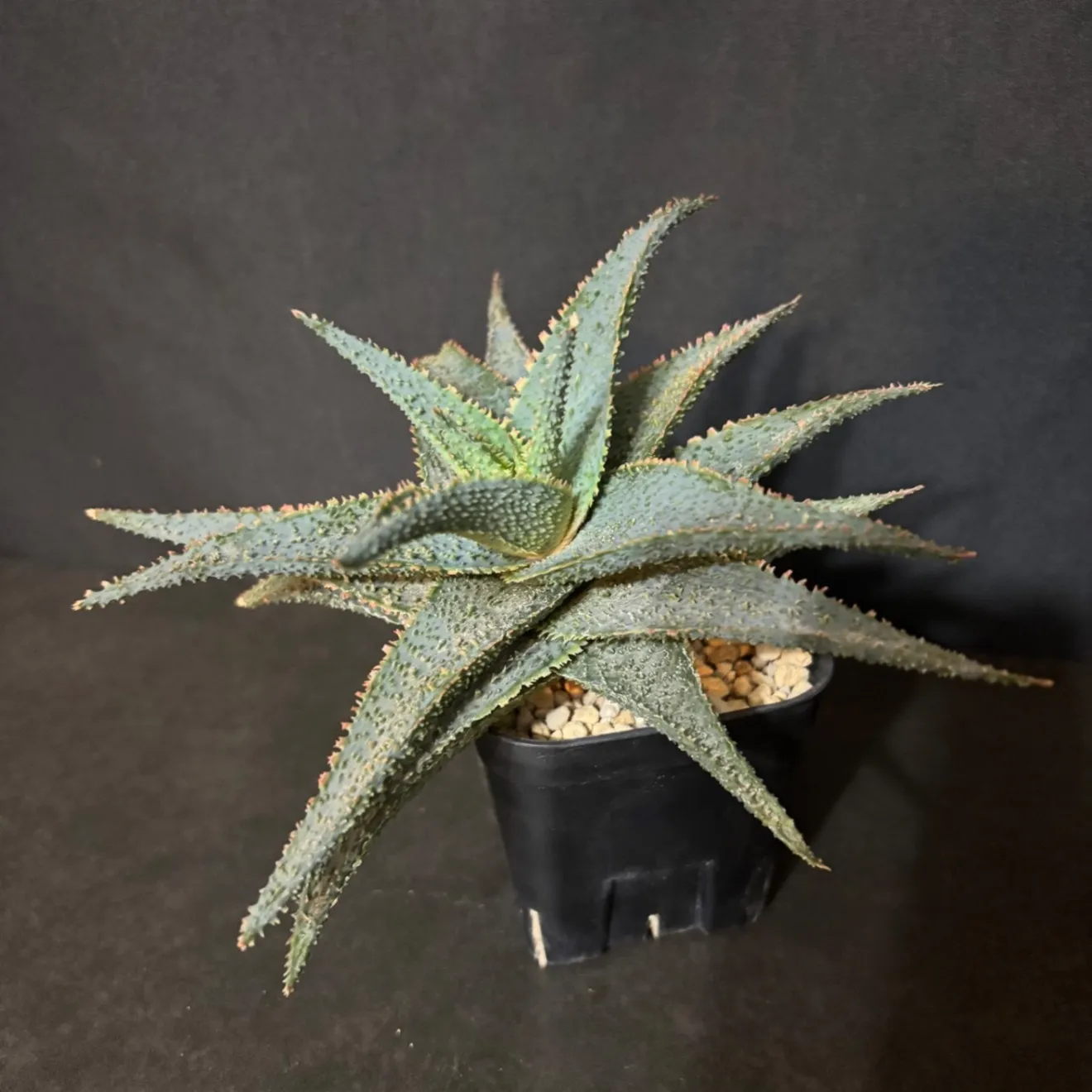 【初出品記念特価】✨️アロエ ラベンダースター✨ 鉢ごと発送で安心！子株付き🌱