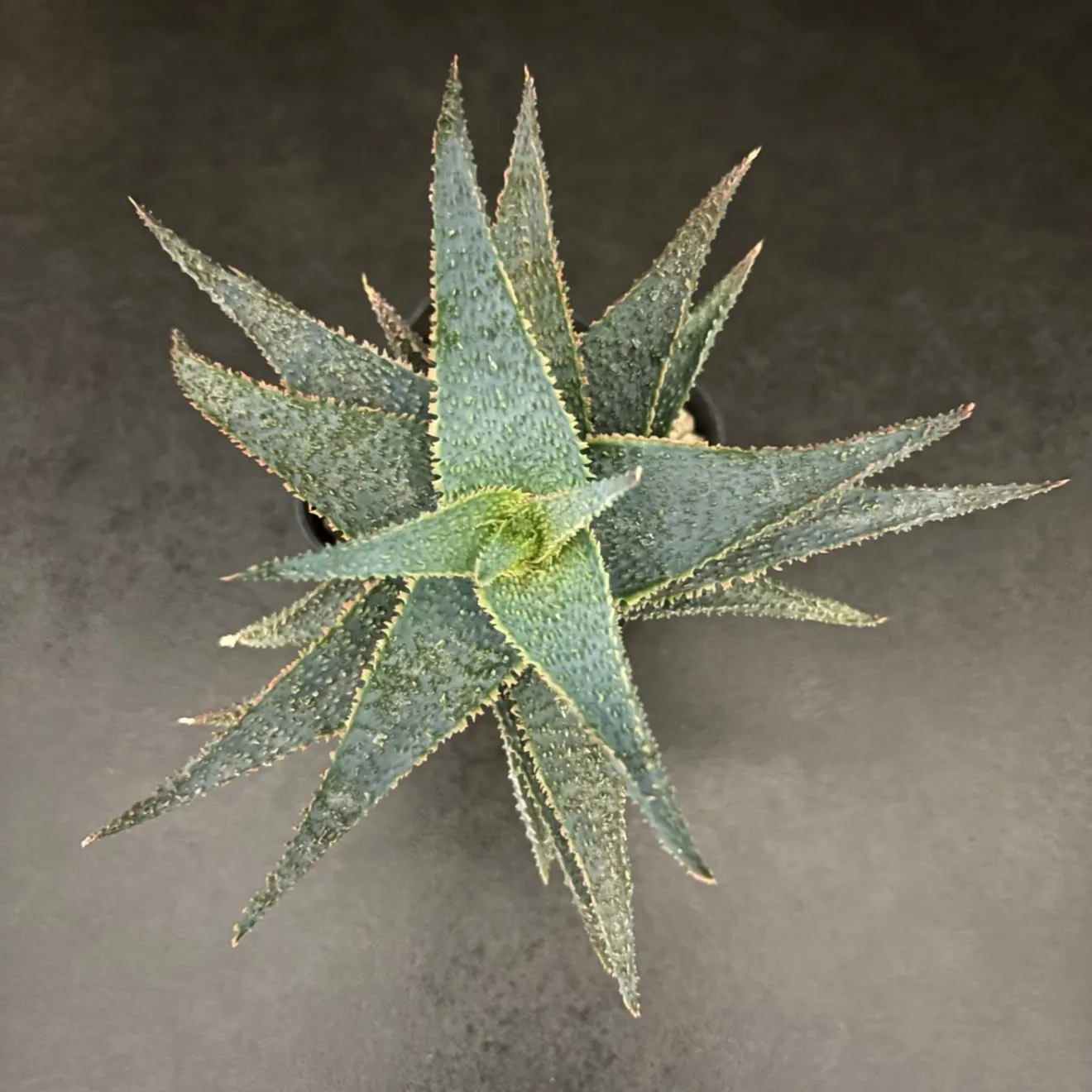 【初出品記念特価】✨️アロエ ラベンダースター✨ 鉢ごと発送で安心！子株付き🌱