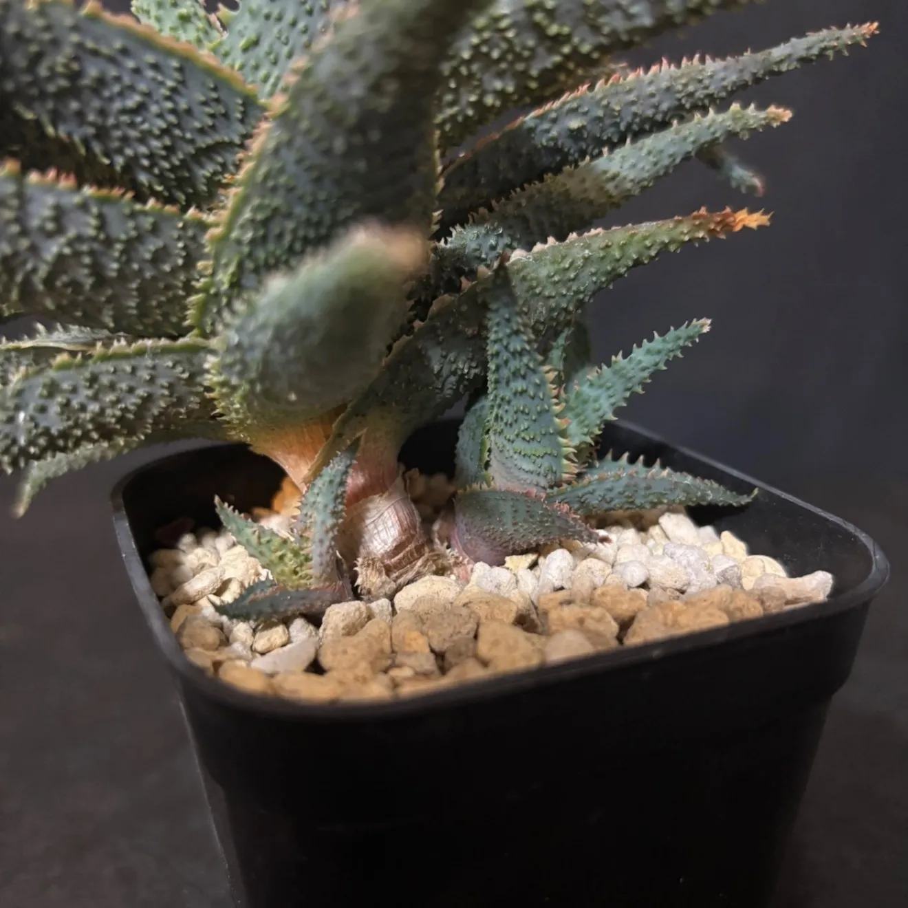 【初出品記念特価】✨️アロエ ラベンダースター✨ 鉢ごと発送で安心！子株付き🌱