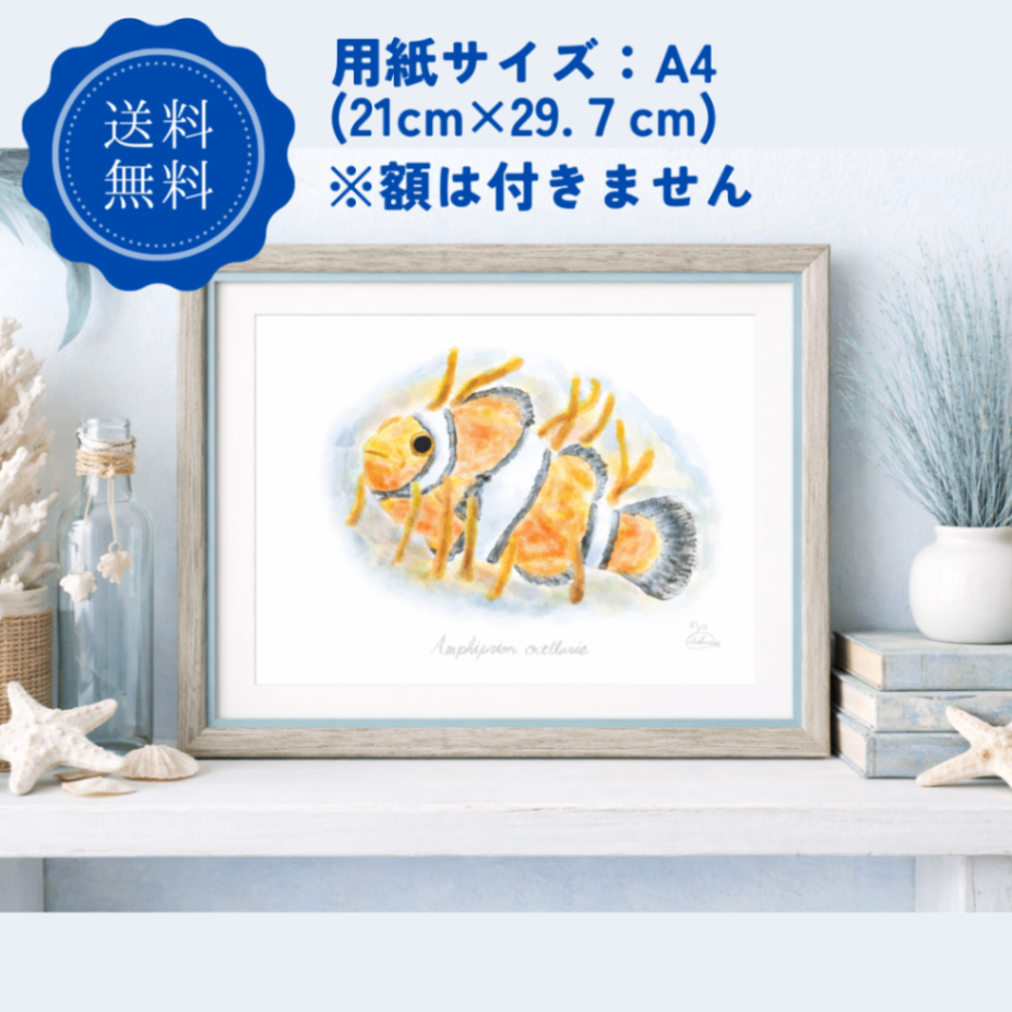 【ハンドメイド】水彩ポストカード｜カクレクマノミ｜海の生き物イラスト